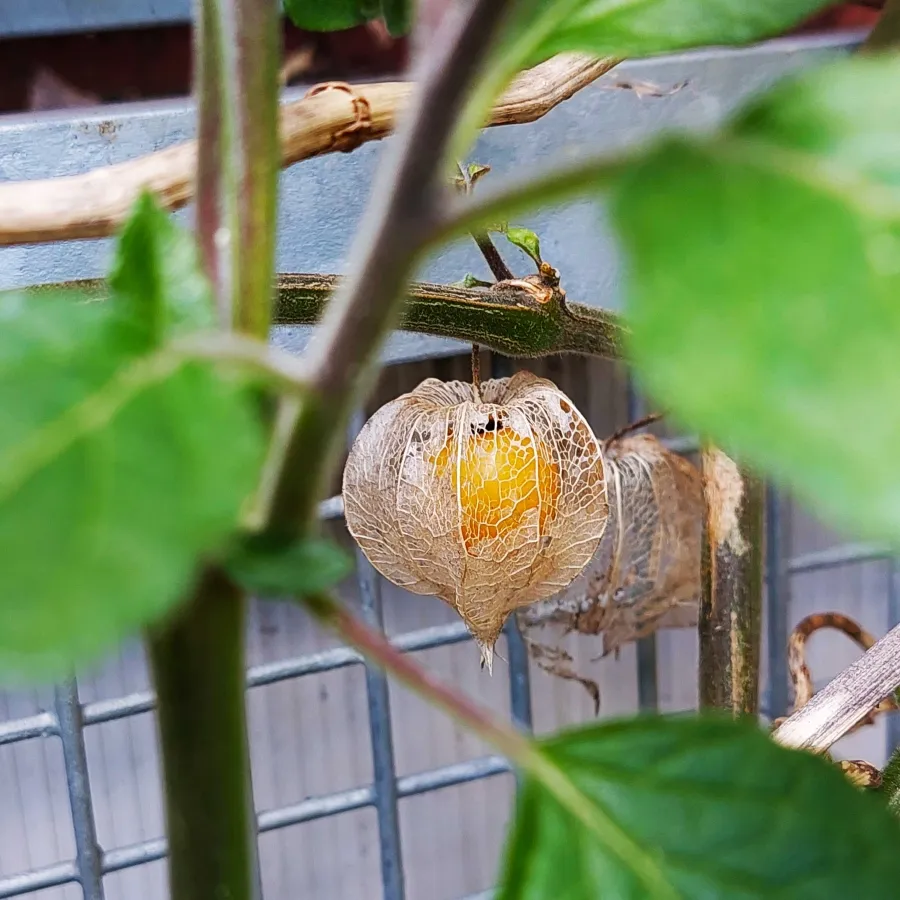 A close-up photo of a gooseberry hanging from its branch