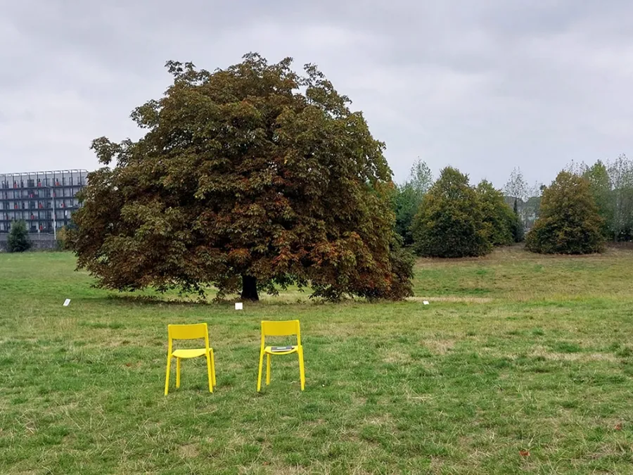 A green grass field with a large tree, two yellow chairs sit facing the tree