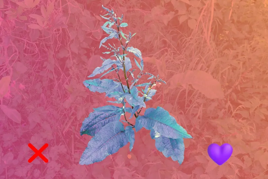 Digital image depicting a plant against an abstract red background. "X" symbol on the left side of the plant and a "loveheart" symbol on the right side, reminiscient of the Tinder "swipe" interface.